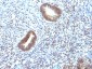  MAP3K1 (Mitogen-Activated Protein Kinase Kinase Kinase 1) Antibody - With BSA and Azide